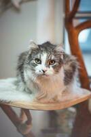 Porträt von ein flauschige Ragdoll Katze Lügen im seine Bett, aufmerksam beobachten Was ist gehen auf im das Zimmer. das neugierig aussehen von ein pelzig Haustier foto
