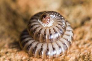 Tausendfüßler in Verteidigungsstellung foto