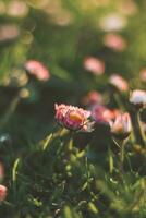 Nahansicht von das Frühling Gänseblümchen Anlage, bellis Perennis, während das golden Stunde im das früh Abend. das bunt Schönheit von Mutter Natur foto