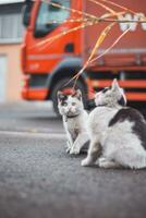 Gruppe von Niedlich, munter Kätzchen Lauf um und abspielen mit jeder andere. das Niedlichkeit von vierbeinig Babys. ein Familie von Katzen. jung Töchter spielen zusammen foto