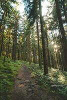 Wald Pfad führen durch Nadelbaum Bäume mit das Sonne leuchtenden durch im Beskiden Berge, Tschechisch Republik foto