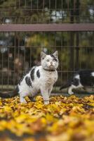 Porträt von Weiß und schwarz Kätzchen mit Glocke und seine zuerst Bewegung im Natur. Kitty Spaziergänge durch das Herbst Blätter und neugierig macht ihr Weg zu Abenteuer foto