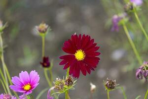 frisch Schönheit mischen lila und rot Kosmos Blume Gelb Pollen Blühen im natürlich Botanik Garten Park foto