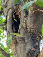 hohl Baum Nest von Tier auf groß Pflanze. alt hölzern Loch Eichhörnchen Haus im Garten Park foto