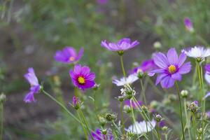 frisch schön mischen lila und Rosa Kosmos Blume Gelb Pollen Blühen im natürlich Botanik Garten Park foto