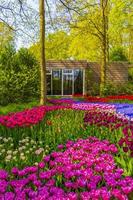 rosa lila blaue tulpen narzissen keukenhof park lisse holland niederlande foto