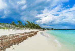 rote algen sargazo strand punta esmeralda playa del carmen mexiko