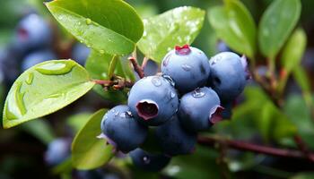 ai generiert frisch Blaubeeren auf ein Grün belaubt Ast generiert durch ai foto