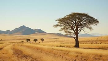 ai generiert afrikanisch Savanne, trocken Baum, staubig Straße, still Sonnenuntergang generiert durch ai foto