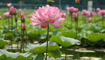 ai generiert beschwingt Lotus Blüten blühen im ein still Wiese generiert durch ai foto