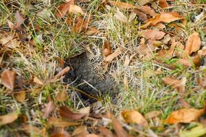 Wespen fliegen in ihr Nest. Nerz mit ein Espe Nest. unter Tage foto