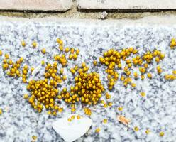 jung Spinnen, ausgebrütet von Eier im das Nest. Kolonie von Neugeborene foto