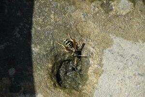 Wespen polistes trinken Wasser foto