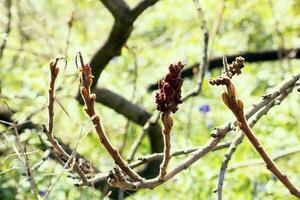 Geäst mit Knospen von Hirschhorn Sumach im früh Frühling im das Garten. foto