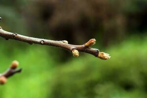 Geäst mit Knospen von Hirschhorn Sumach im früh Frühling im das Garten. foto