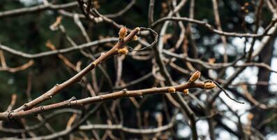 Geäst mit Knospen von Hirschhorn Sumach im früh Frühling im das Garten. foto