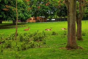 jung Sika Hirsch Lüge auf Grün Gras im ein Weide. foto