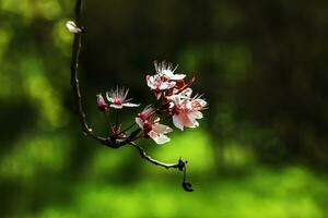 Rosa Prunus cerasifera pissardii Blumen Blühen im Frühling, Nahansicht Aussicht foto