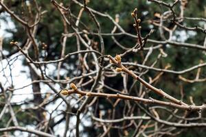 Geäst mit Knospen von Hirschhorn Sumach im früh Frühling im das Garten. foto