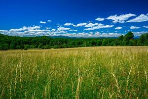 Appalachian Sommer- Felder foto