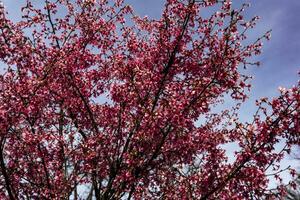 Der Frühling ist da foto