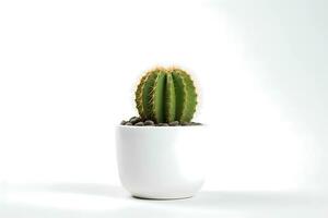 ai generiert Vorderseite Aussicht von klein Pflanze im Topf Sukkulenten oder Kaktus isoliert auf Weiß Hintergrund. Innen- Pflanzen. foto