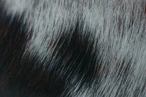 das Pelz von männlich Hunde wechselt zwischen Schwarz, braun, und Weiß. foto