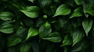 ai generiert Blätter von Spathiphyllum Cannifolium Hintergrund. Textur, tropisch Blatt foto