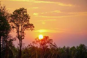 Bäume Silhouette Sonnenuntergang Natur Hintergrund in der goldenen Stunde foto