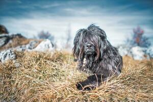 ein schwarz Schäfer Hund von das Bergamo Berge foto