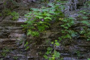 letchworth Zustand Park niedriger Stürze foto