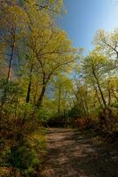 Frühling im Hudson Tal foto