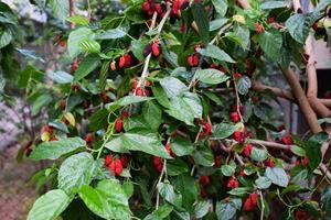 Beeren von rot Maulbeere auf Geäst von ein Baum. foto