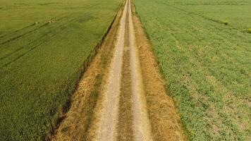 ein Schmutz Straße zwischen das Felder von Weizen und Erbsen. foto