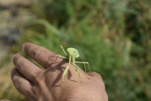 beten Gottesanbeterin auf des Mannes Hand. foto