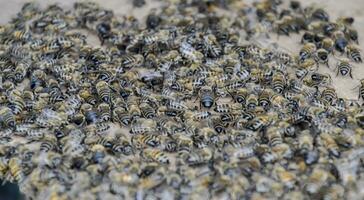 ein groß Überlastung von Bienen auf ein Blatt von Karton. schwärmen von das Bienen. Honig Biene. foto