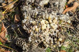 Vespula gemein. zerstört Hornisse Nest. foto