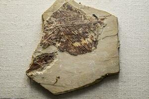 Fossilien von uralt Fisch foto