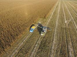 kombinieren Mähdrescher gießt Mais Korn in das LKW Körper. Mähdrescher Ernten Mais. foto