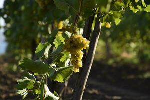 das Traube Gardens. Anbau von Wein Trauben beim das Meer von Azov foto