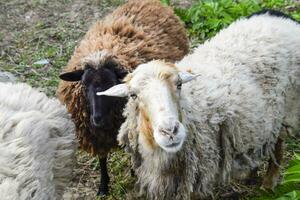 schön Schaf sind schwarz und zwei sind Weiß. foto