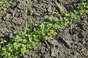 wachsend Petersilie im das Garten. das Stängel und Blätter von Petersilie Pflanze würzig Kultur foto