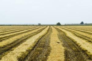 Feld Reis Ernte begann. foto