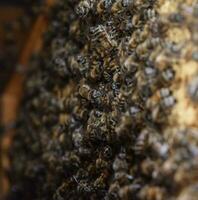 ein dicht Cluster von Schwärme von Bienen im das Nest. Arbeiten Bienen, Drohnen und Gebärmutter im ein Schwarm von Bienen. Honig Biene. Akkumulation von Insekten. foto