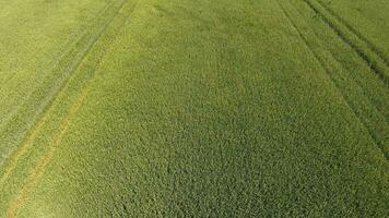Grün Weizen im das Feld, oben Aussicht mit ein Drohne. Textur von Weizen Grün Hintergrund. foto
