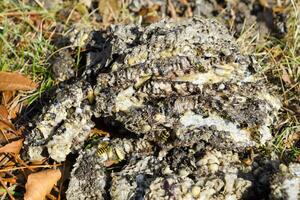 zerstört Hornisse Nest. gezeichnet auf das Oberfläche von ein Bienenwabe Hor foto