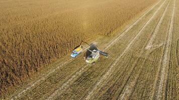 kombinieren Mähdrescher gießt Mais Korn in das LKW Körper. Mähdrescher Ernten Mais. foto