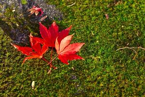 rot Blätter auf das Boden beim das Park im Kyoto im Herbst Nahansicht foto