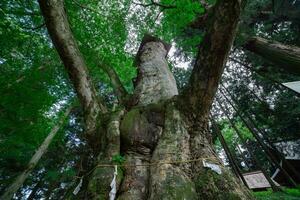 ein japanisch Zelkova Baum im Vorderseite von das Schrein beim das Landschaft niedrig Winkel foto