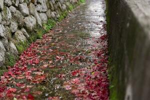 gestapelt oben rot Blätter im das eng Rinne im Herbst foto